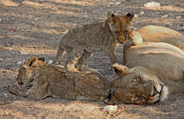 192 Ongava game reserve, little ongava, welp dat wil spelen.JPG